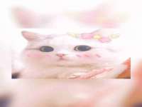 保定安双商贸有限公司